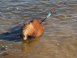 Capivara com flecha cravada no corpo é resgatada na Represa Guarapiranga, Zona Sul de SP