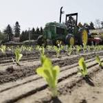  E. Coli In Romaine Lettuce: Nearly A Month Later, What Do We Know About The Outbreak?