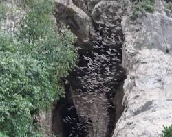 Image of Millions of bats swarming out of a cave at dusk in Battambang