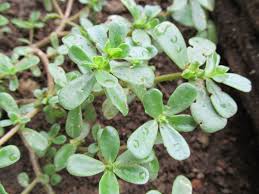 Resultado de imagem para beldroega