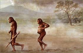 Resultado de imagen para lucy australopithecus