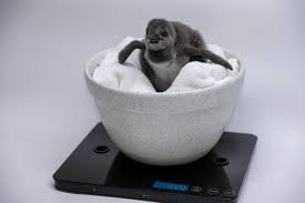 African Penguin Chick Hatches at Hyatt Regency Maui