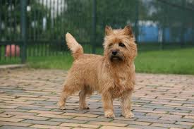 Resultado de imagem para cairn terrier