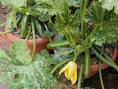 Renee s Garden - Squash, Zucchini, Container, Astia