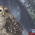 Rehabilitated owl an example of Soarin' Hawk's mission