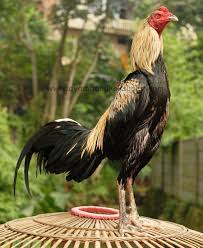 Hasil gambar untuk ayam bangkok