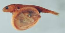 Image result for Chiasmodon niger