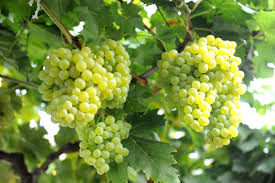 üzüm ile ilgili görsel sonucu