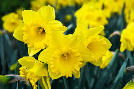 Image result for daffodil