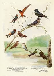 Resultado de imagen de Audubon Society