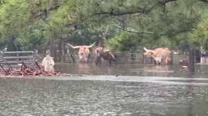VIDEOS: Homes and roadways flooded as former Tropical Storm Edouard lingers over Texas