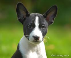 Afbeeldingsresultaat voor Basenji puppy