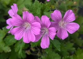 Shire Plants - Rare, Unusual & Heritage Plant Nursery - Geranium 'Sirak' is new to us this year and it has already become a favourite. Like many of the Hardy Geraniums we sell, it grows pretty much anywhere and has a long flowering period, from June to October. Beautiful flowers. www.shireplants.co.uk/hardy-geraniums/ | Facebook