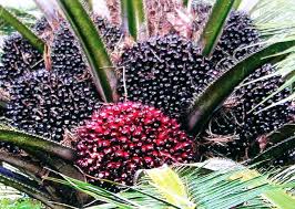 Image result for oil palm