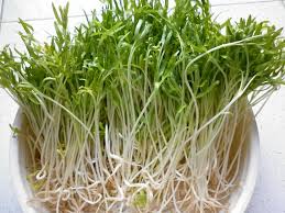 Image result for RAU MẦM CẢI XANH