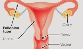 Image result for alat reproduksi wanita