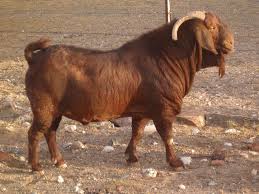 Image result for GOAT