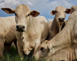 Image of Cows in Brazil