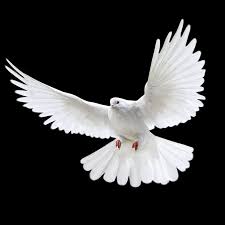 PIGEON SONG