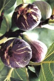 Resultado de imagem para patlican incir