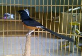 Hasil gambar untuk murai batu