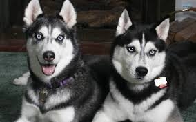 Resultado de imagem para husky siberiano