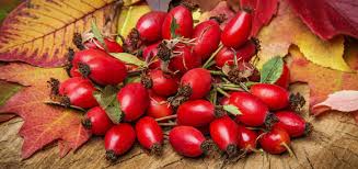 Image result for sipky