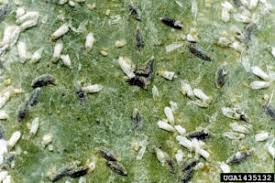 Résultat de recherche d'images pour "scale insects"