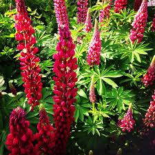 Image result for lupine