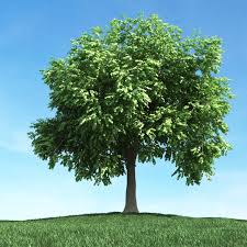 Image result for leafy green tree