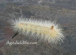 Resultado de imagem para fig wasps in florida