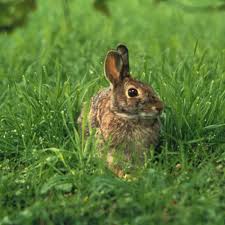 Resultat d'imatges de informacio sobre els conills per a nins