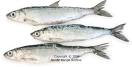 Vendace (Coregonus albula) - FactSheet