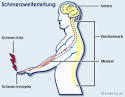 Schmerzentstehung und schmerzleitung