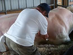 Image result for belgian blue bull meat
