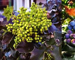 Image of Oregon grape plant