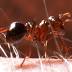 Fire ant