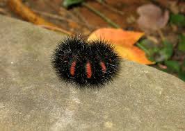 Image result for wooly bears