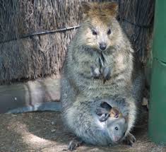 Image result for Quokka