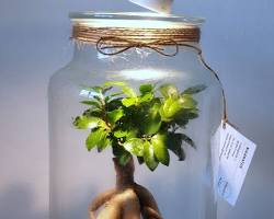 Image of Ficus bonsai tree in a terrarium