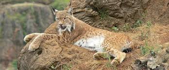 Bilderesultat for iberian lynx