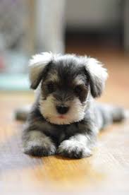 Image result for schnauzer miniature puppy