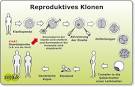 Bilder zu reproduktives klonen