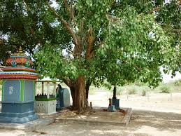 Image result for அரசமரம்