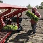  Five dead, nearly 200 sick in E. coli outbreak from lettuce and investigators are stumped