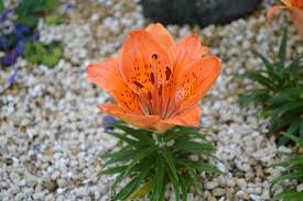 Picture of Lilium maculatum