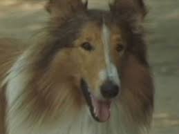 Lassie (2006) - Rotten Tomatoes via Relatably.com