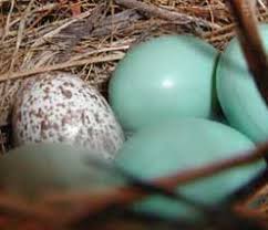 Image result for brown headed cowbird eggs