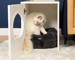 cat inside a cat houseの画像