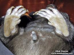 Image result for wombat